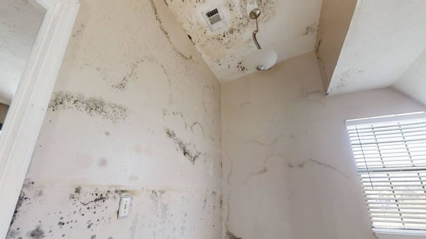Best Mold Removal for HVAC Installations  in Ledgewood, NJ