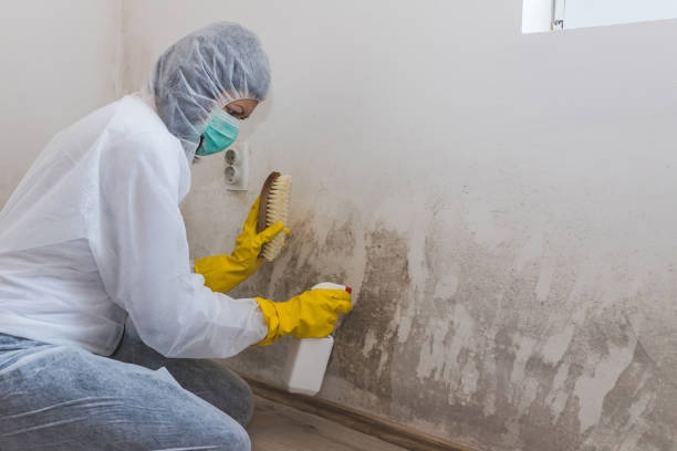 Best Attic Mold Removal  in Ledgewood, NJ