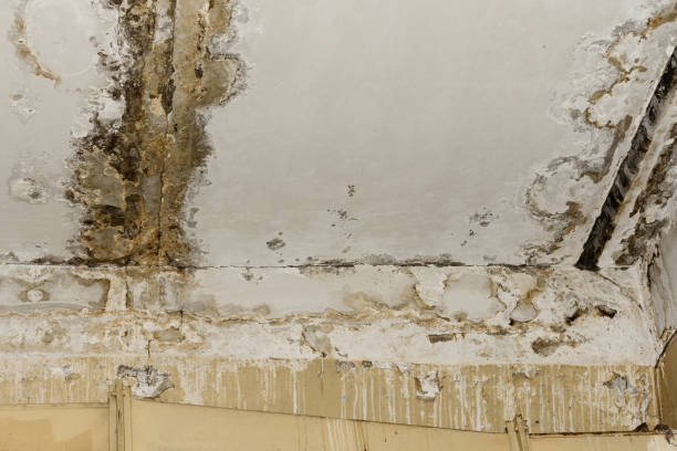 Professional Mold Removal in Ledgewood, NJ