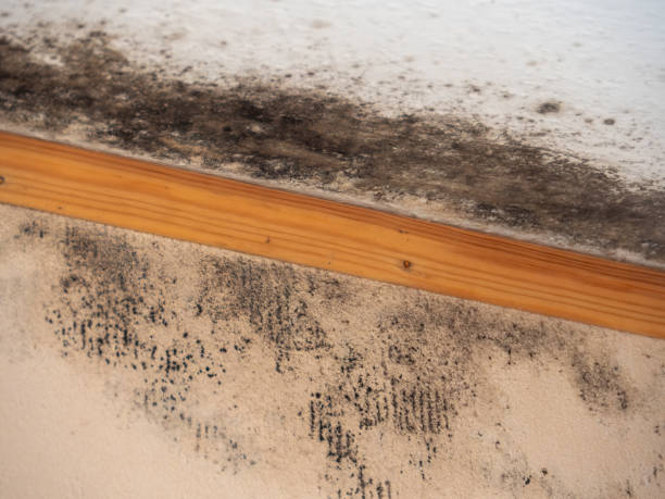 Reliable Ledgewood, NJ Mold Removal Solutions