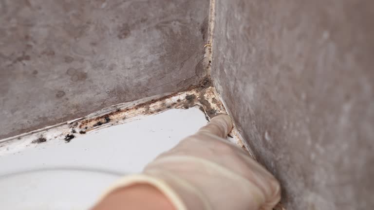Best Water Damage & Mold Remediation  in Ledgewood, NJ